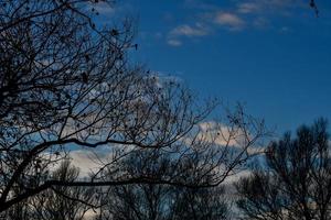 Trees in the forest photo