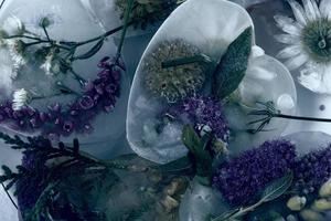 Clásico oscuro antecedentes flores en hielo. creativo floral antecedentes. congelado hermosa plantas. foto