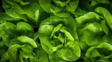 generativo ai, lechuga macro fotorrealista ilustración, agrícola plantas. naturaleza orgánico sano granja comida concepto, horizontal bandera. foto