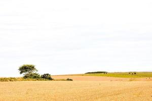 Scenic rural landscape photo