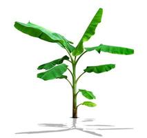 banana tree,green leaves pattern isolated on white background,include clipping path photo