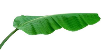 Green leaves pattern,leaf banana isolated on white background,include clipping path photo