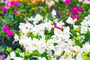 beautiful Bougainvillea flower for wallpaper texture and background photo