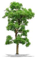 Green Tree Isolated on White background photo