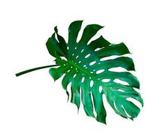Green leaves pattern,leaf monstera isolated on white background,include clipping path photo