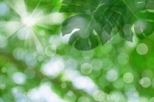 Blur green leaves pattern for summer or spring season concept,leaf with bokeh textured background photo