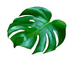 Green leaves pattern,leaf monstera isolated on white background,include clipping path photo