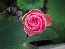 Directly above view of a big button single, pink lotus, water lily, pastel sweet color floating in the pond, green leave background, meditation, peaceful, relax, zen photo