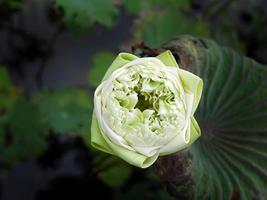 Directly above view of single, green white lotus, water lily, with Thai Style folding Petals, floating in the pond, green leave background, meditation, relax, zen photo