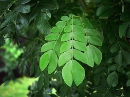 Close up Green Leaves of rain tree, Monkey pod, saman leaves, Selective focus, Natural Shape and Form, Outstanding, business concept photo