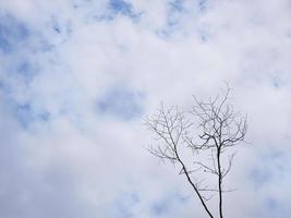 Silhouette dry twigs of tree against white clouds blue sky background, blank copy space for text, wallpaper photo