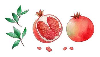 Natural and organic watercolor pomegranate elements isolated on white background. vector