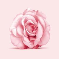 3d ilustración de elegante Rosa flor visto desde el parte superior vector