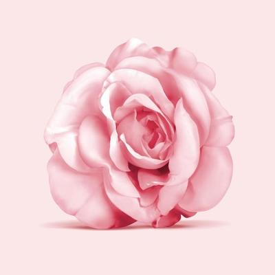 3d illustration of elegant rose flower viewed from the top