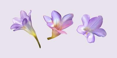 mano dibujado púrpura fresia flores dibujos en varios anglos. floral brotes aislado en ligero púrpura antecedentes. adecuado para cosmético, Boda o primavera decoración. vector