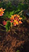 lantana es un planta nativo a Indonesia. estos plantas son extensamente plantado por el comunidad como flor plantas, ambos flores en el yarda y en parques, muchos de cuales crecer salvaje. foto