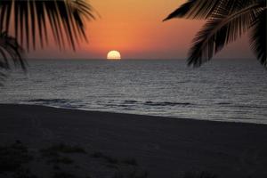 Seascape the rising sun and palm branches. photo