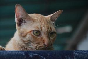 naranja jengibre Vagabundo calle extraviado gato acecho en sombra foto