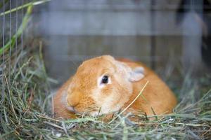 Red rabbit in the green grass. photo