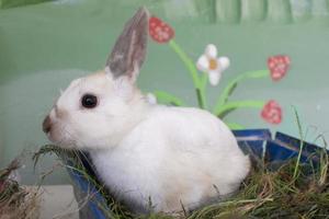 pequeño blanco Conejo en un verde antecedentes. foto