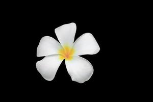 Plumeria flower  isolated on black background and clipping path Common name pocynaceae,Frangipani , Pagoda tree, Temple tree photo