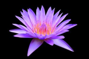 lotus flower or lilly purple  beautiful  isolated on black background with clipping path photo