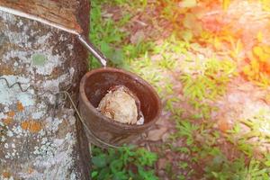 rubber tree  in garden nature with sunset light tone photo