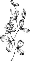 Linear wildflower flower. Hand drawn illustration. vector