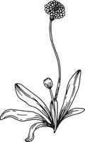 Linear wildflower flower. Hand drawn illustration. vector