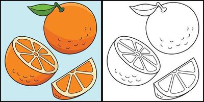 Orange Fruit Coloring Page Colored Illustration vector
