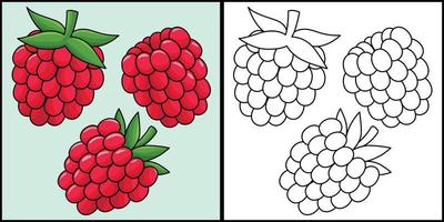 Raspberry Fruit Coloring Page Colored Illustration vector