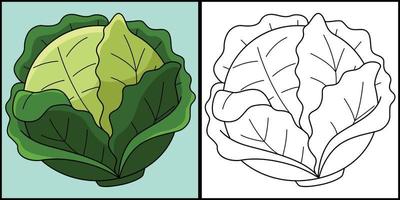 Cabbage Vegetable Coloring Page Illustration vector