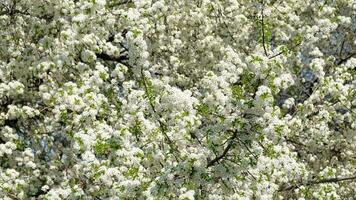 ramo do florescendo branco flores do cereja ameixa árvore dentro cedo Primavera. seletivo foco. galhos com branco flores balançar dentro a vento. video