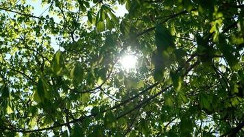 schön Kastanie Geäst mit Sonnenlicht. Nahansicht Grün Kastanie Blätter flattern im das Wind durch Sonnenlicht. Aufnahmen mit natürlich Sonne aufflackern. jung Blätter im früh Frühling. video