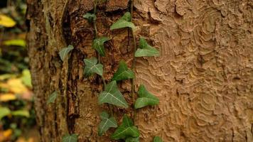 Tree bark pattern, brown natural background. Wooden textured background of tree trunk. Green ivy leaves on tree trunk in fall forest. Textured background of leaves. Selective focus. photo