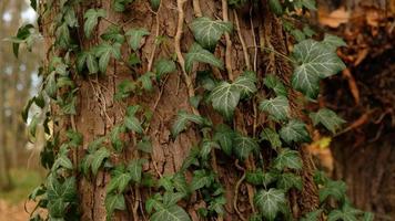 Tree bark pattern, brown natural background. Wooden textured background of tree trunk. Green ivy leaves on tree trunk in fall forest. Textured background of leaves. Selective focus. photo