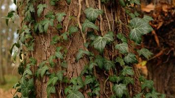 Tree bark pattern, brown natural background. Wooden textured background of tree trunk. Green ivy leaves on tree trunk in fall forest. Textured background of leaves. Selective focus. photo