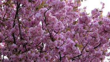 Afdeling van bloeiend roze bloemen van kers of sakura in vroeg de lente. selectief focus. takken met roze bloemen zwaaien in de wind. video