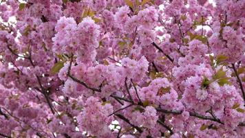 gren av blomning rosa blommor av körsbär eller sakura i tidigt vår. selektiv fokus. grenar med rosa blommor vingla i de vind. video