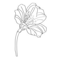 Flower isolated on transparent background. vector