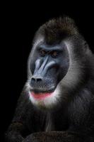 Portrait of Drill monkey, Mandrillus leucophaeus. Monkey head isolated and black background. photo