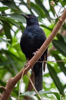 African red-winged starling, Onychognathus morio photo