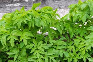 Spring Leaves of Angelica archangelica plant. Medicinal plant photo