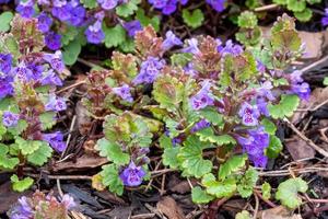 Green leaves and purple flowers of Glechoma Hederacea plant, in the garden. It is an aromatic, perennial, evergreen creeper of the mint family Lamiaceae. Medicinal plants . photo