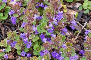 Green leaves and purple flowers of Glechoma Hederacea plant, in the garden. It is an aromatic, perennial, evergreen creeper of the mint family Lamiaceae. Medicinal plants . photo