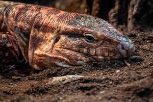 Resting red tegu, Salvator rufescens photo