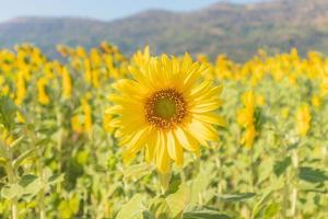 Yellow Sunflower blooming field natural background photo