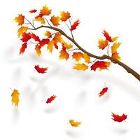 Branch of maple tree, autumn leaf fall. Autumn realistic vector illustration on trancparency background.