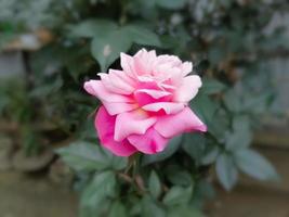 cerca arriba soltero rosado Rosa en jardín. foto