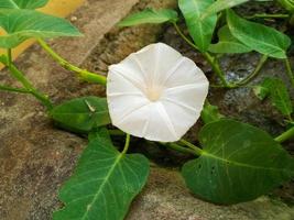 free water morning glory photo